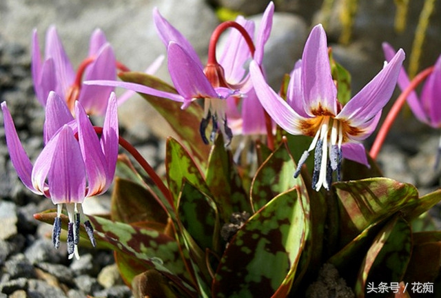 被叫猪牙花,花开却美过蝴蝶兰,而且至少活10年以上!