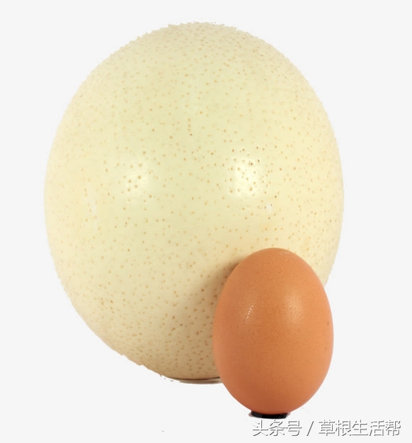 养殖“大笨鸟”，敲开致富门，80后回老家创业成为新一代农场主