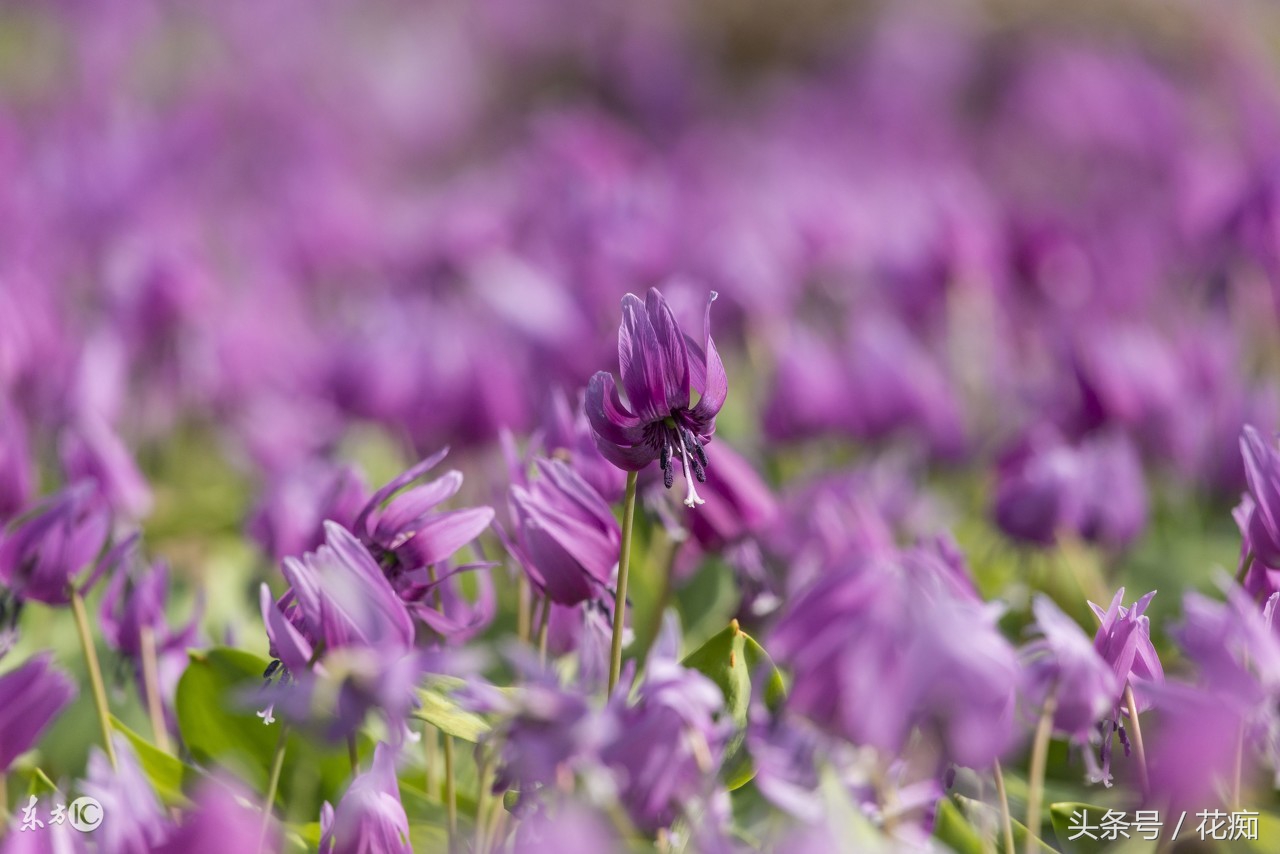 猪牙花的样子 (最漂亮的猪牙花)