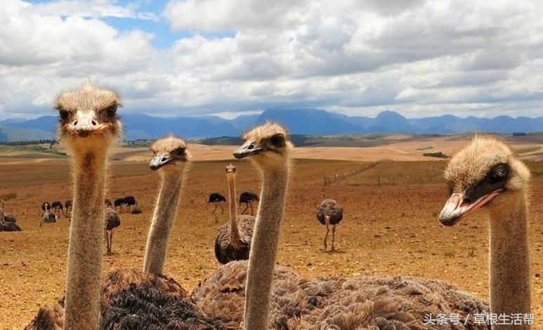 养殖“大笨鸟”，敲开致富门，80后回老家创业成为新一代农场主