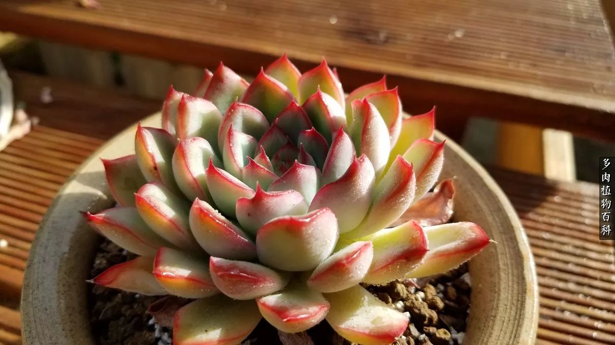 多肉如何养才不损耗杆子的养分,多肉养护修根视频