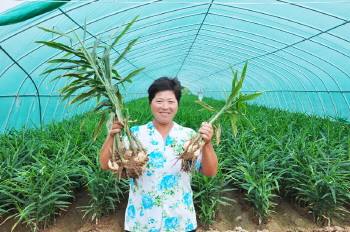 怎样种生姜最赚钱,生姜种植赚钱吗