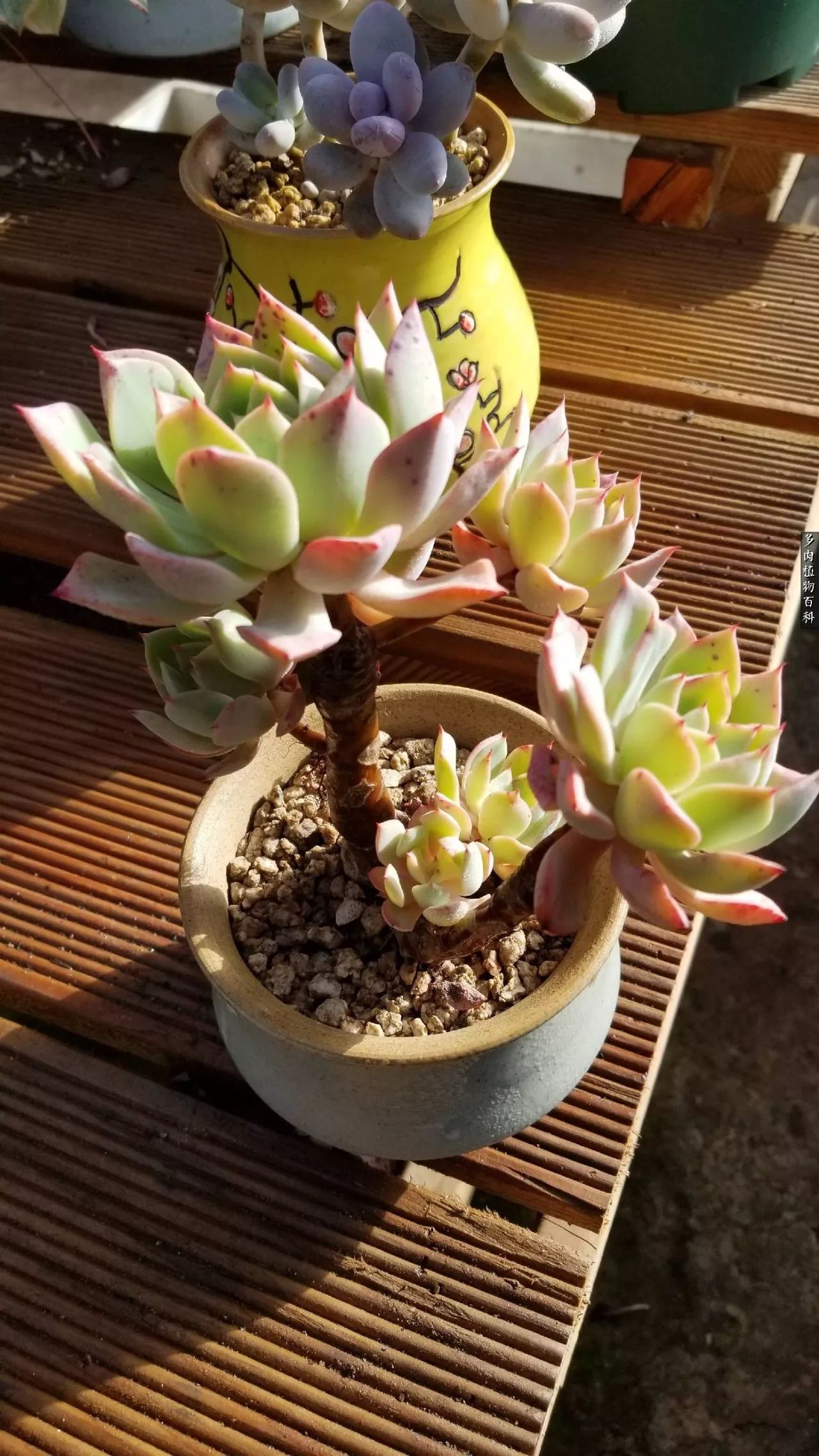 多肉如何养才不损耗杆子的养分,多肉养护修根视频