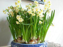 关于水仙花的知识,关于水仙花的知识20字