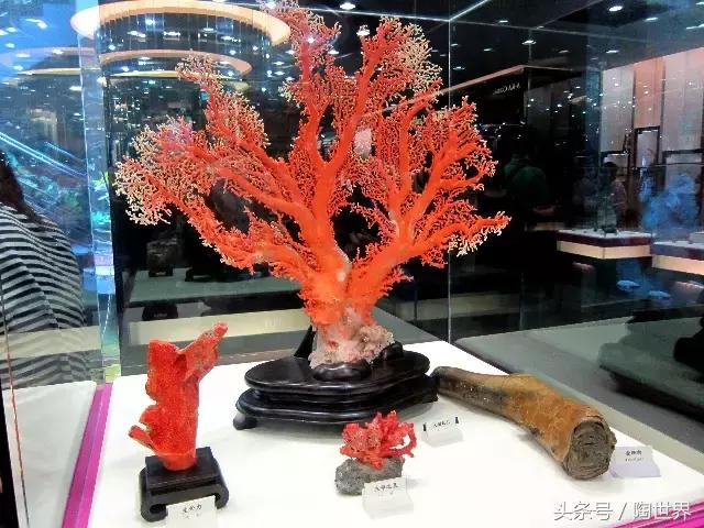 台湾红珊瑚,被列为七宝之一,自古即被视为富贵祥瑞之物!收藏
