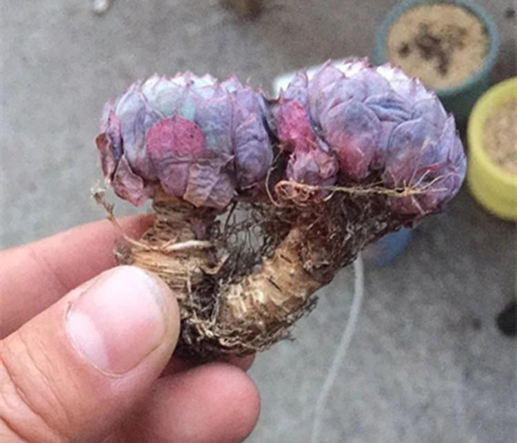 没忍住网购多肉老桩，这样做顺利生根服盆