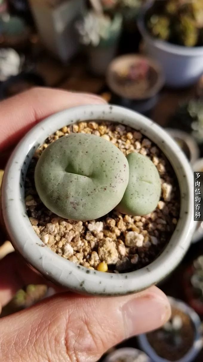 什么元素可以促进多肉生长,多肉修根喷除菌药