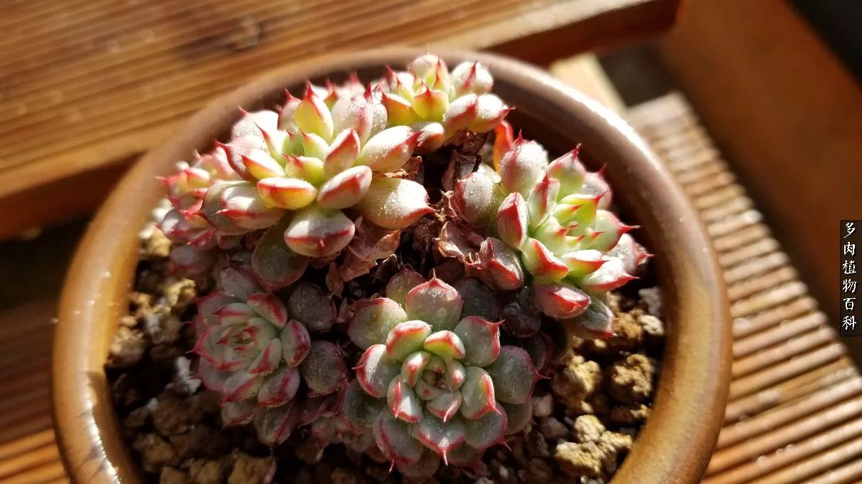 多肉如何养才不损耗杆子的养分,多肉养护修根视频