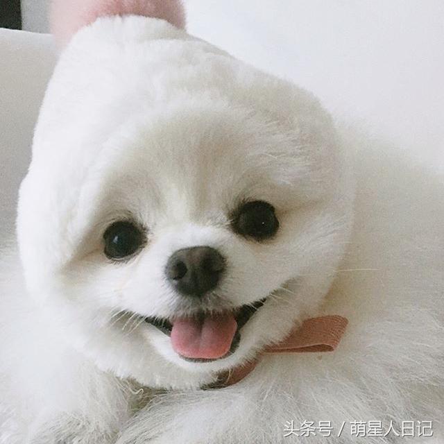 小博美可爱超萌视频,可爱小博美日常生活