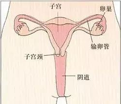 好奇!子宫、卵巢和阴道如何写自己的2017年终总结?