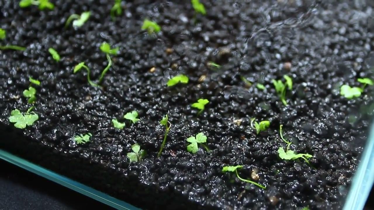 简单的草缸如何制作打理,最简单的小草缸