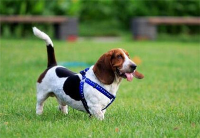 巴吉度犬饲养方法,巴吉度饲养