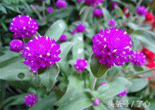 千日红茶做法大全,千日红几月份播种