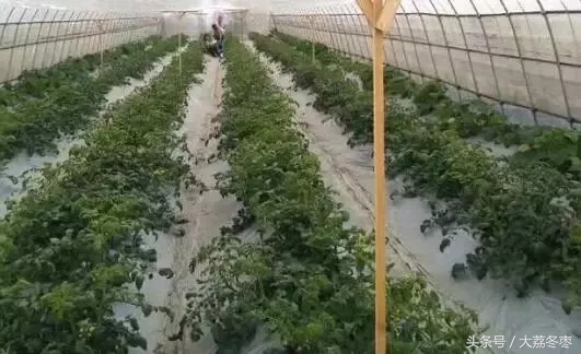 温室大棚保温处理,大棚倒春寒的最佳防冻方法