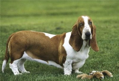 巴吉度犬饲养方法,巴吉度饲养