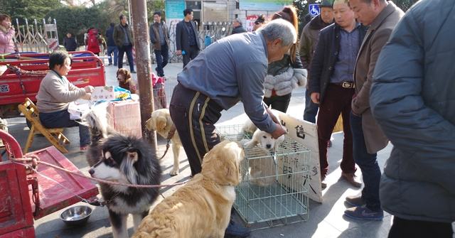 买狗需要提防的套路,买狗的注意事项和细节有哪些