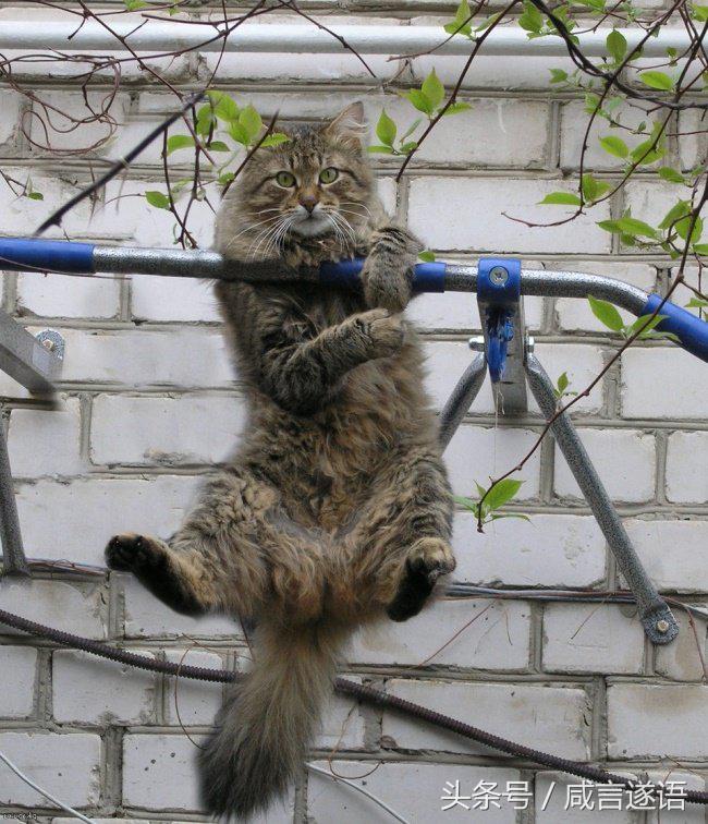 动物们都开始健身了好厉害的样子,这年头动物都开始健身了