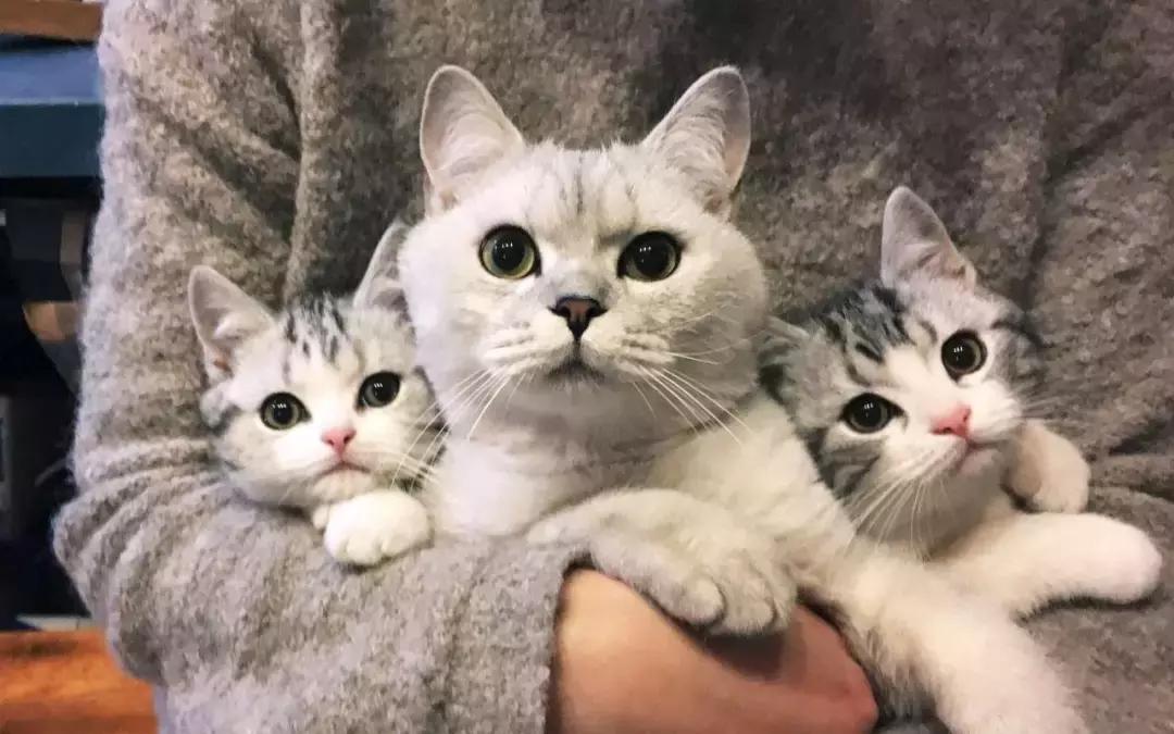 你今天养猫了吗,吸猫是怎么回事