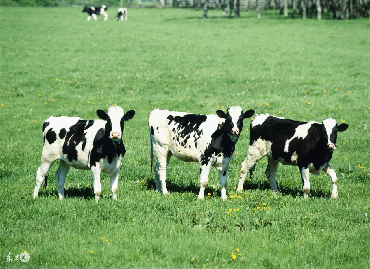 73年的牛牛人到中年,73年牛牛的一生