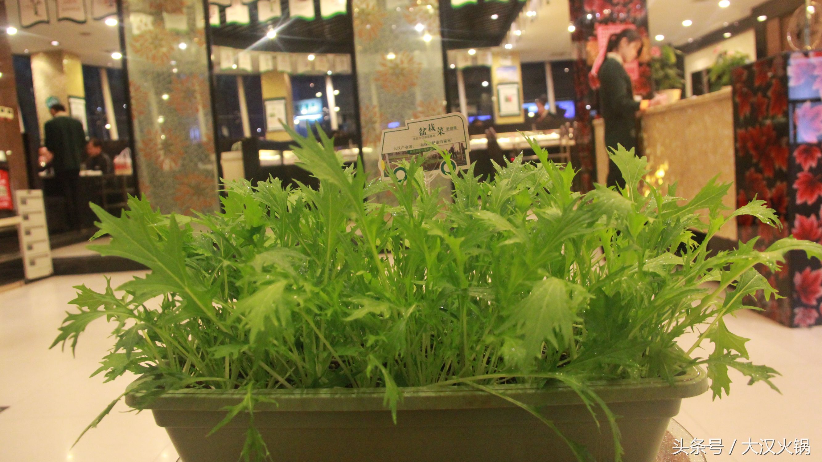 他在濮阳建了个34000平米的火锅基地，就为卖一份人均50元的火锅