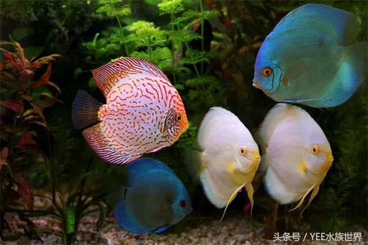 把金鱼的家变得全透明,它可能会永远离开我们