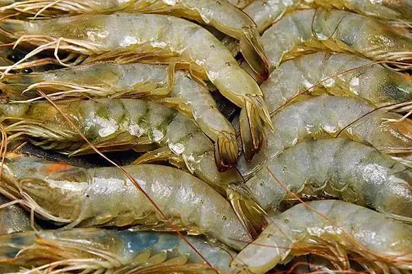 3种常见虾哪种最好吃,特色皮皮虾包括什么虾种