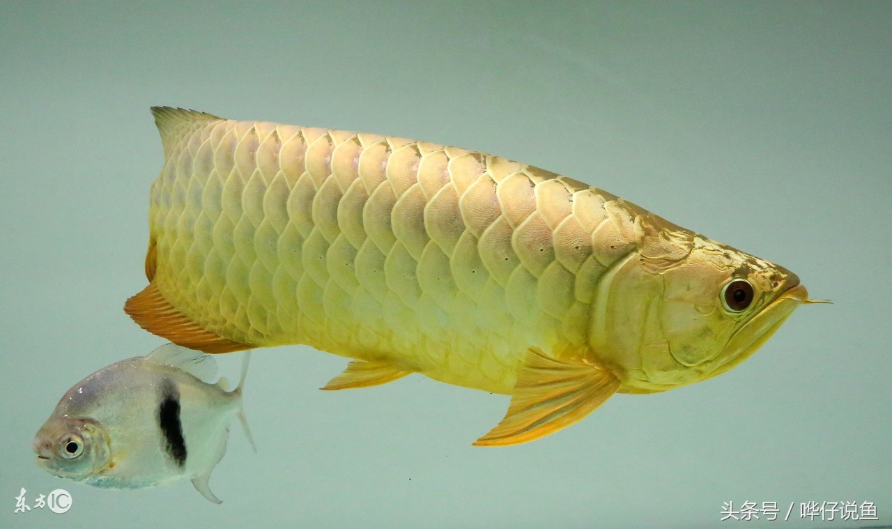 世界上的六种龙鱼品种有哪些,龙鱼头干货