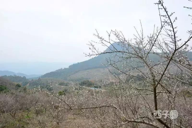 2024年梁化梅园看梅花时间,梁化梅花今年开了吗