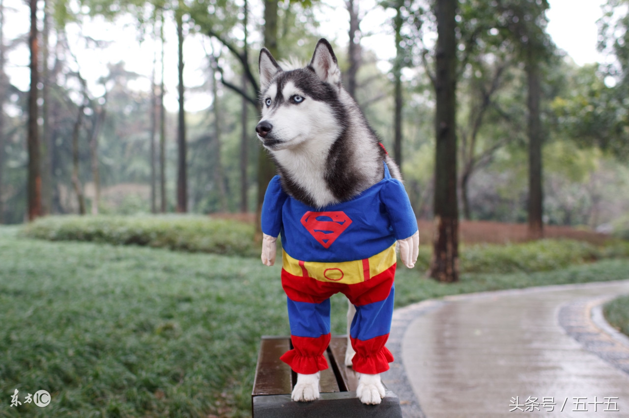 西伯利亚雪橇犬跟哈士奇的区别,哈士奇雪橇犬百科介绍大全