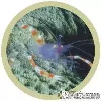 常见海水观赏虾大全,海水观赏虾饲养环境