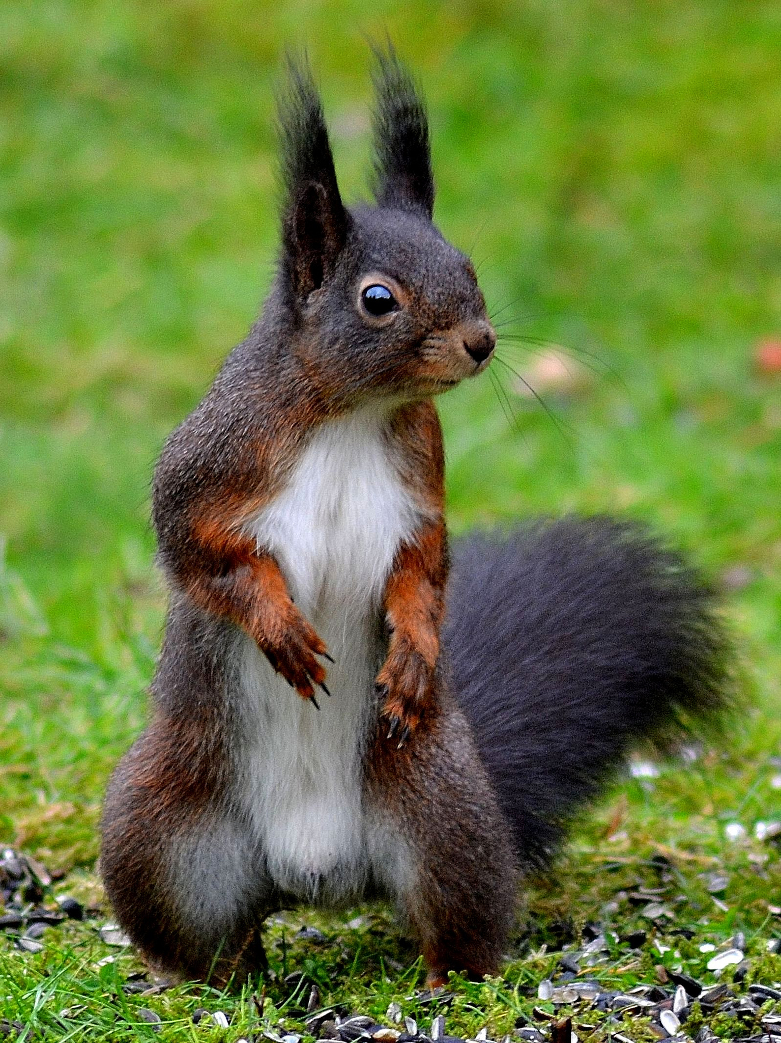 为什么家里养的松鼠总爱啃家具?应该怎么办?