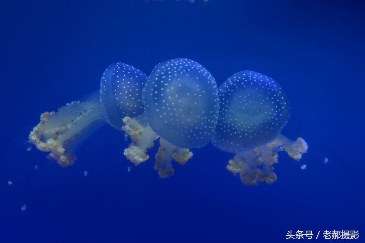 五彩斑斓的蝌蚪长什么样,不同颜色的蝌蚪