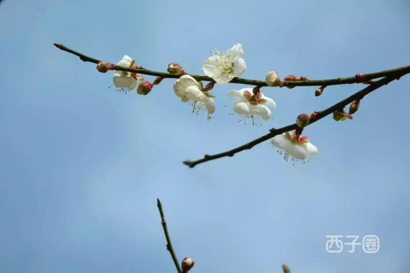 2024年梁化梅园看梅花时间,梁化梅花今年开了吗