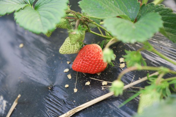 只有一亩地的农场,草莓种植基地采摘园