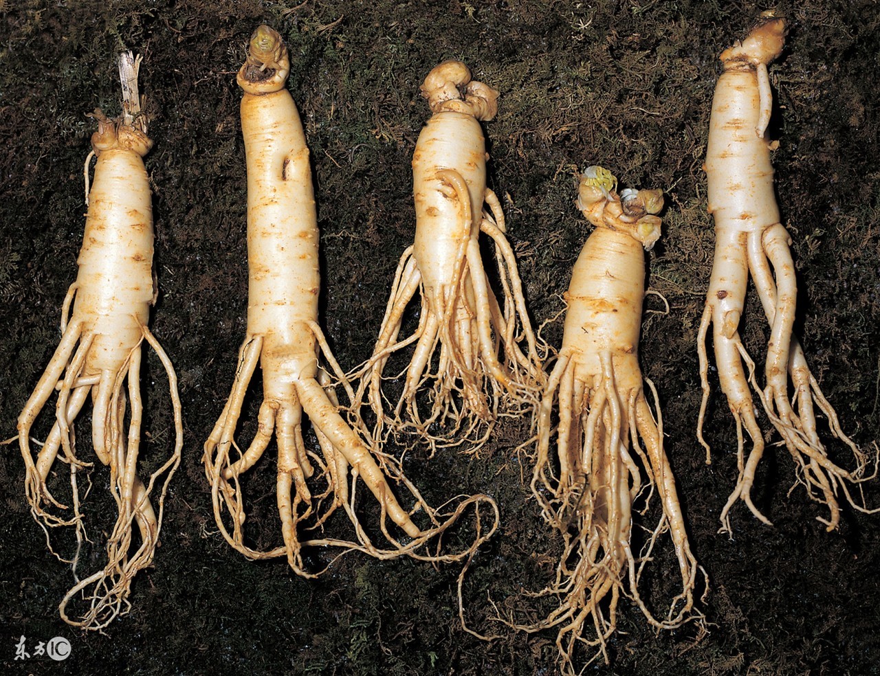 人参5形六体是什么意思,五型体质辨别口诀