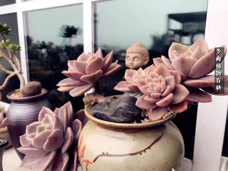 阳光的多肉花园,漂亮的多肉露台花园