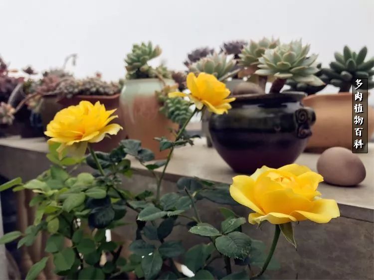 阳光的多肉花园,漂亮的多肉露台花园