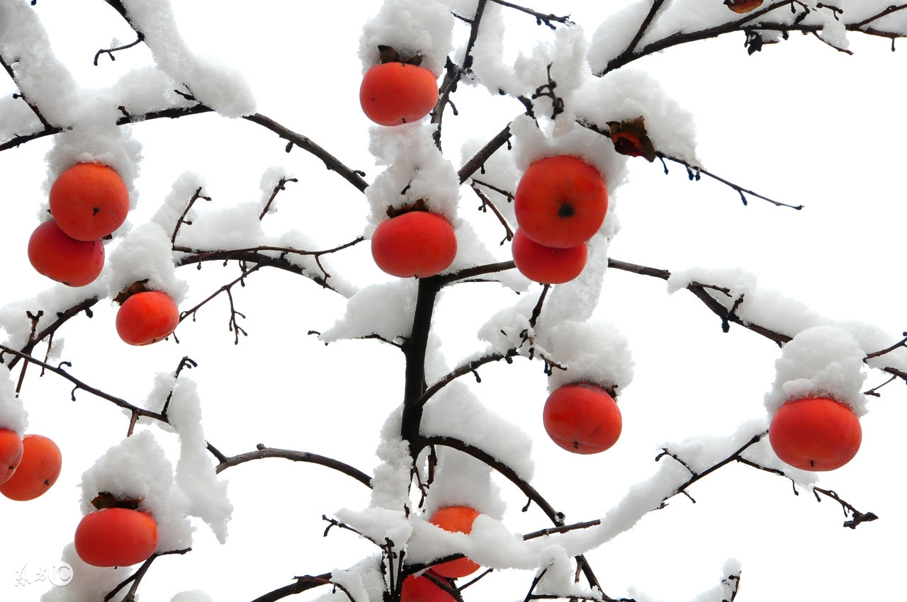 磨盘柿子储藏与保鲜技术,脆柿子生产技术