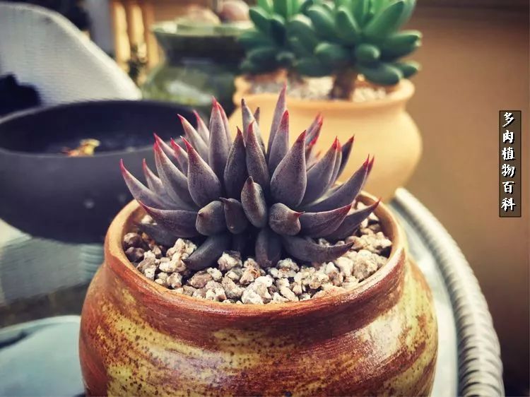 阳光的多肉花园,漂亮的多肉露台花园