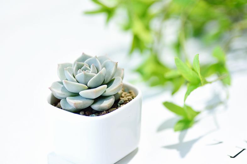 刚入坑的树桩种上多肉,新入坑的多肉花