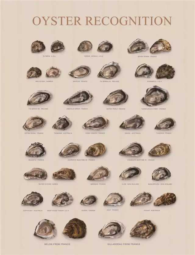 需要我来教你吗英文,你愿意请我吃生蚝吗