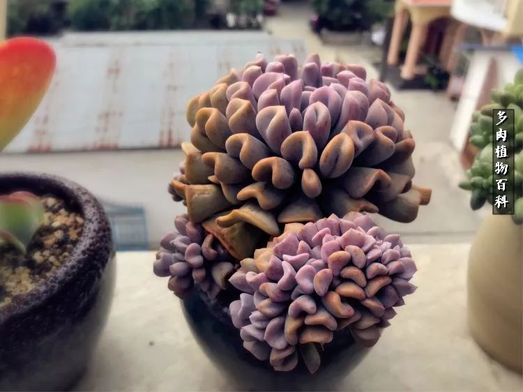 阳光的多肉花园,漂亮的多肉露台花园