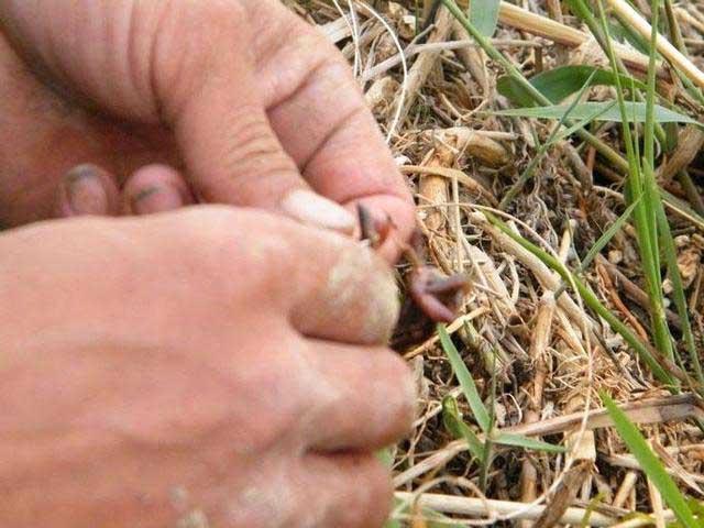 失传已久的钓鱼手法,失传已久的钓鱼法