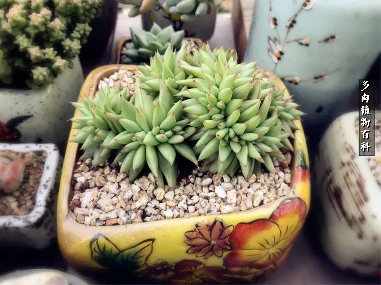 阳光的多肉花园,漂亮的多肉露台花园