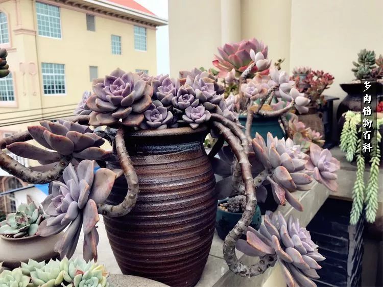 阳光的多肉花园,漂亮的多肉露台花园