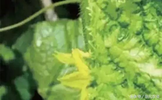 不管是浇水施肥打药都能轻松搞定,什么药缓解肥害最快