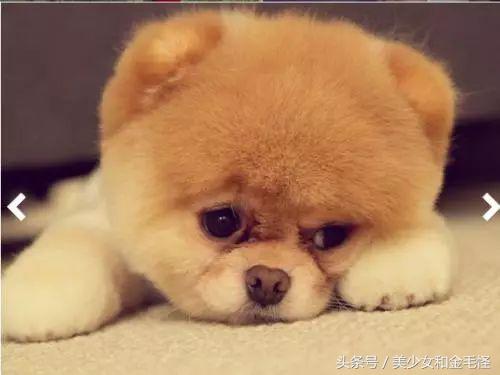 博美犬的正确护理方法,博美健康科普