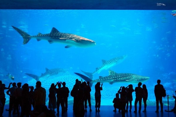 珠海长隆海洋王国穷游攻略,珠海长隆海洋王国看烟花攻略