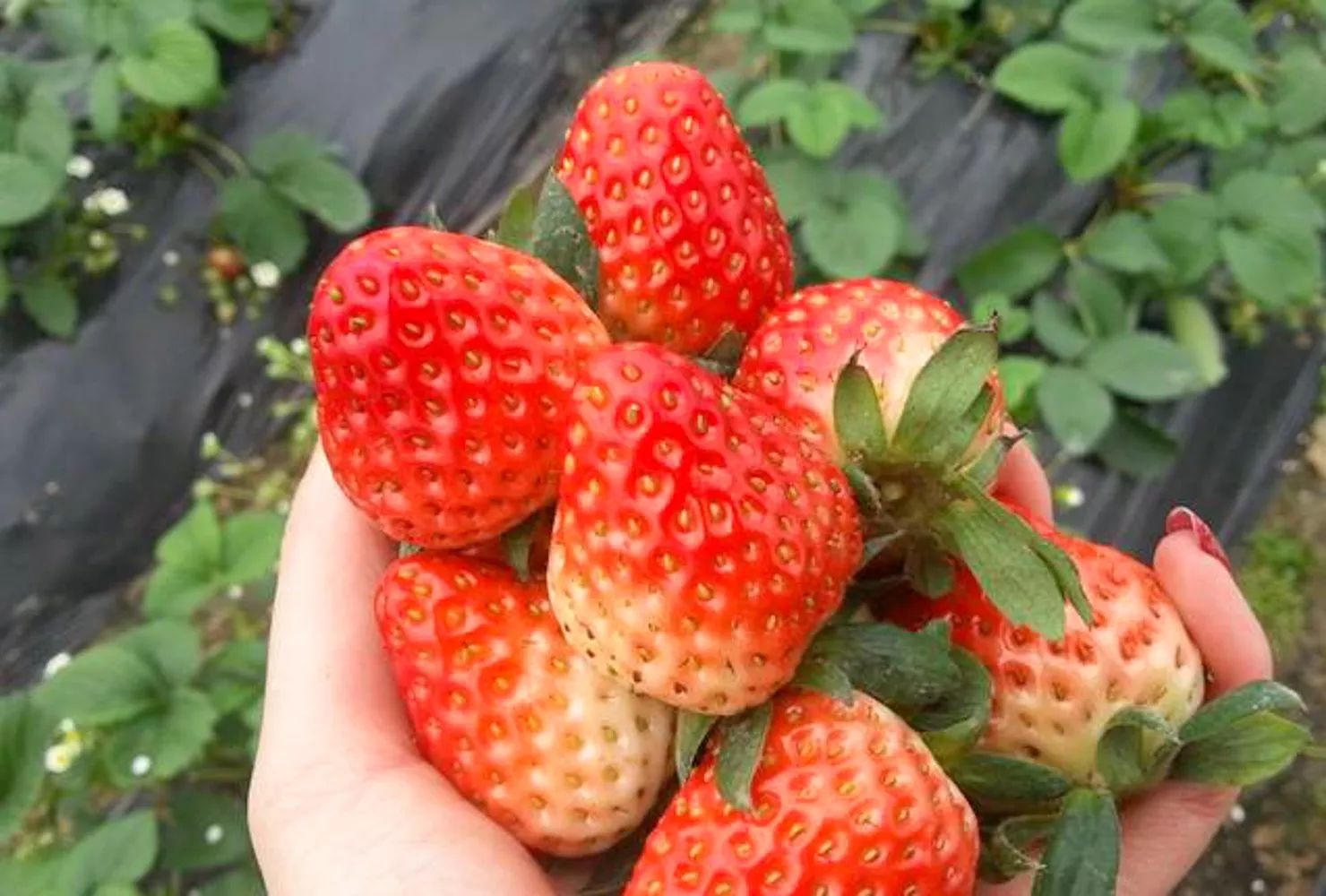 成都采草莓哪个地方最好,成都周边草莓采摘园基地