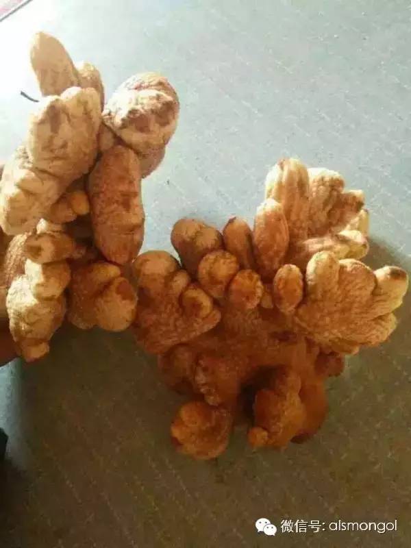 蒙古阿拉善肉苁蓉,阿拉善苁蓉生长在哪儿